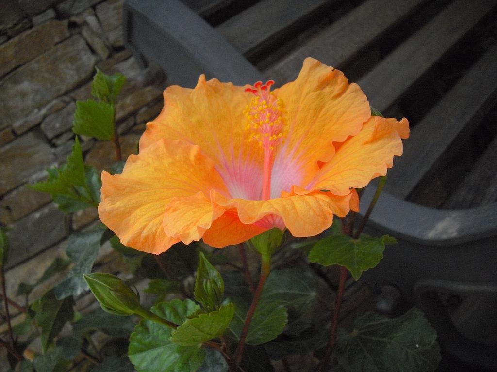B&B Hibiscus Капотерра Екстер'єр фото