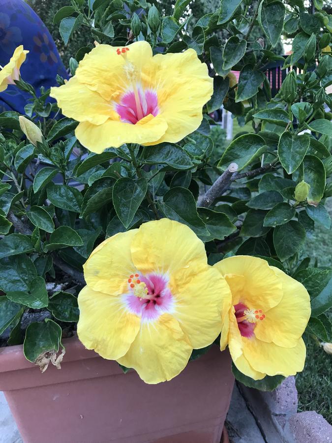 B&B Hibiscus Капотерра Екстер'єр фото