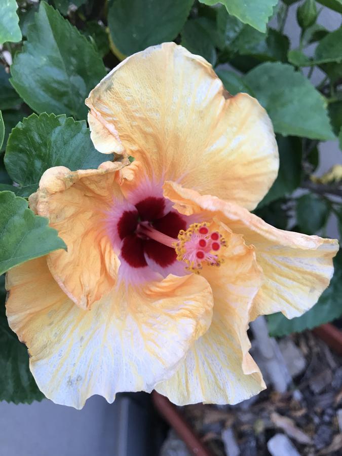 B&B Hibiscus Капотерра Екстер'єр фото
