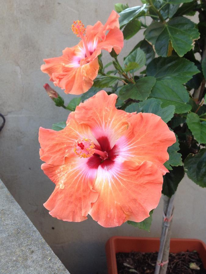B&B Hibiscus Капотерра Екстер'єр фото